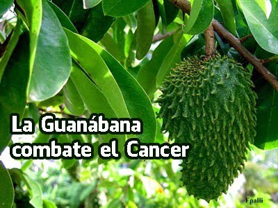 La Guanábana combate el Cancer