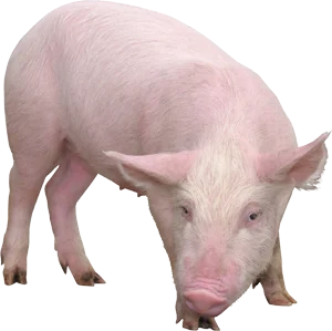 El Peligro en la Carne de Cerdo