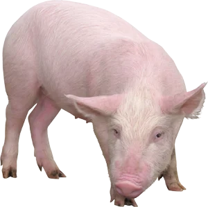 cerdo